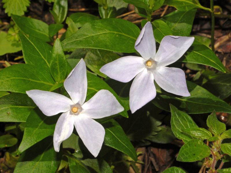 Vinca minor / Pervinca minore